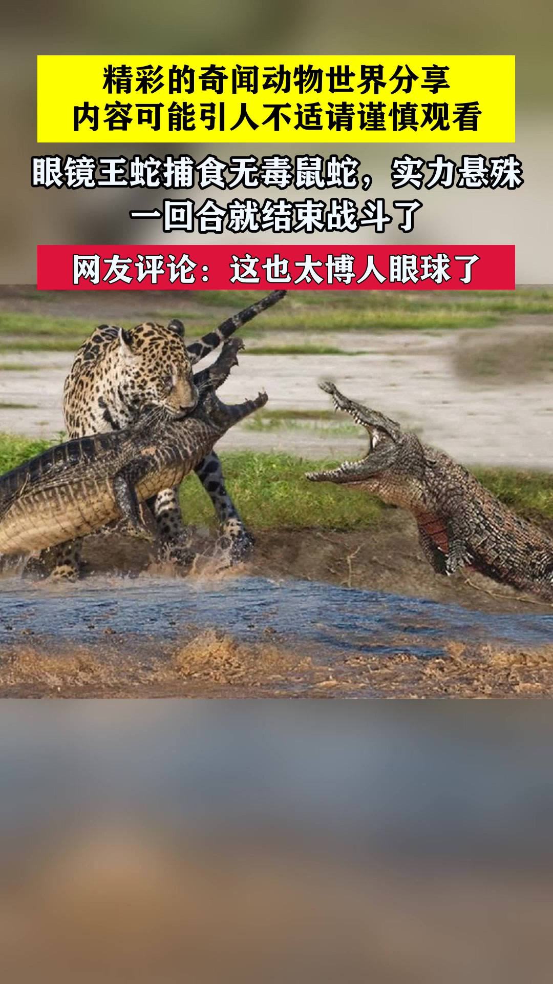 开云体育网页版登录入口-捷克奥斯纳布战平对手，实力相当悬殊的简单介绍